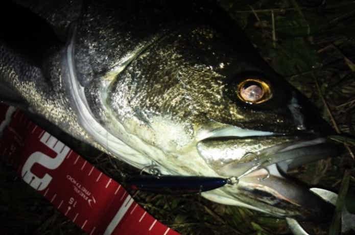 シーバスにリーダーが必要な利用