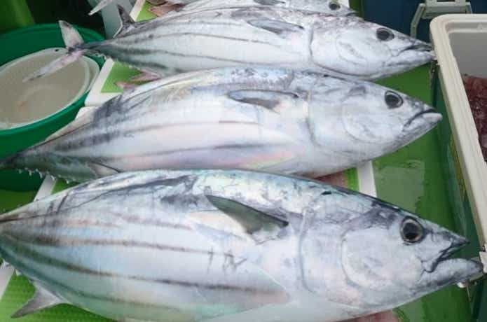 長三朗丸で釣れた特大のカツオ