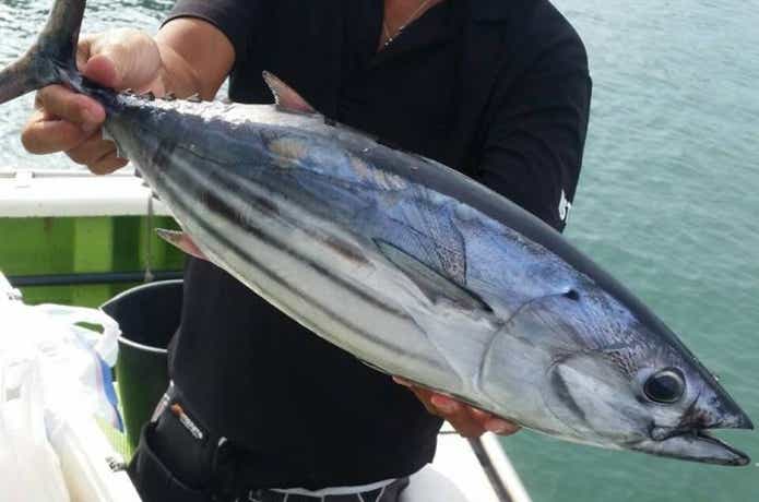 長三朗丸で釣れたカツオ