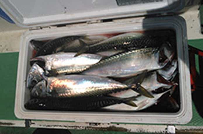 えびす屋での釣果
