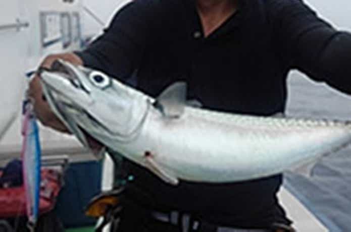 えびす屋でのサバの釣果