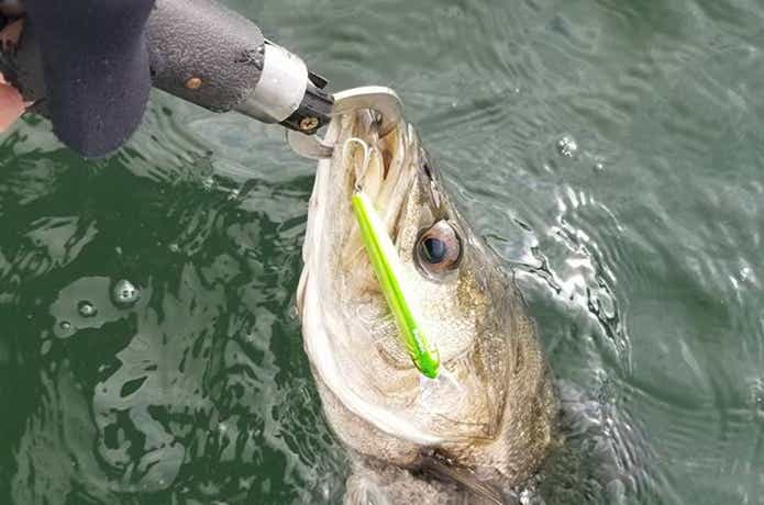 ストライカーで釣ったシーバス