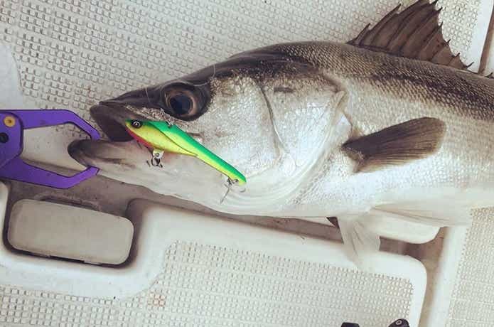 ストライカーで釣ったシーバス