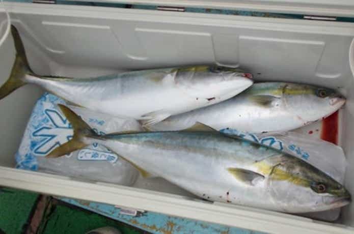 正将丸での釣果