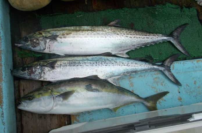 正将丸での釣果