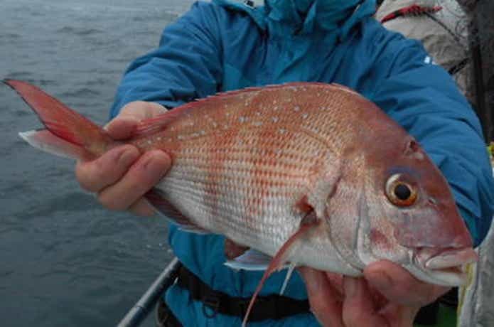正将丸でのタイの釣果