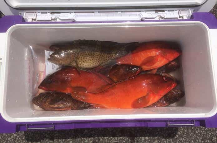 達丸でのロックフィッシュの釣果