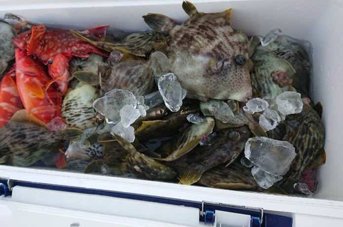達丸でのカワハギの釣果