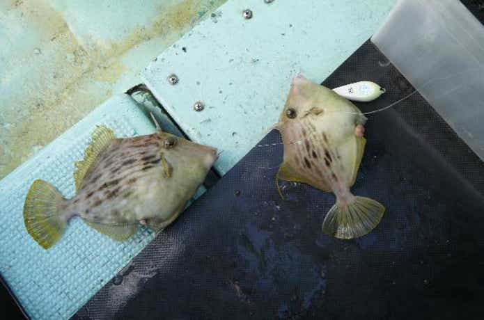達丸でのカワハギの釣果
