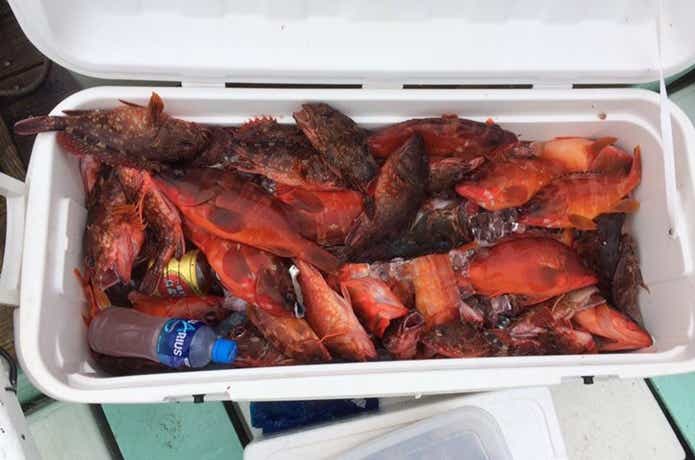 達丸での大漁の釣果