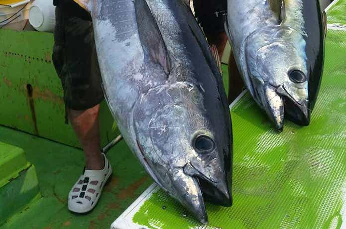 長三朗丸でつれたキハダ