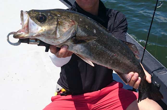 セブンシーズで釣れたシーバス