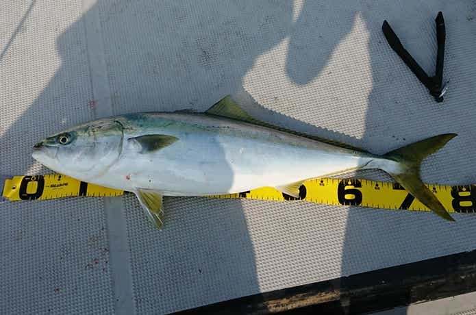 セブンシーズで釣れた青物