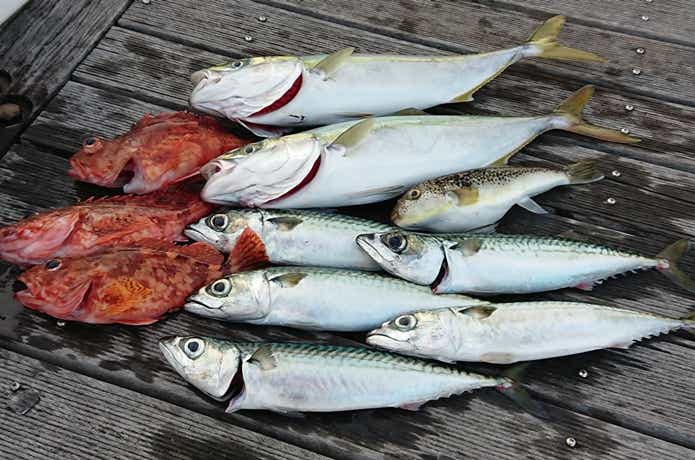 セブンシーズでの釣果