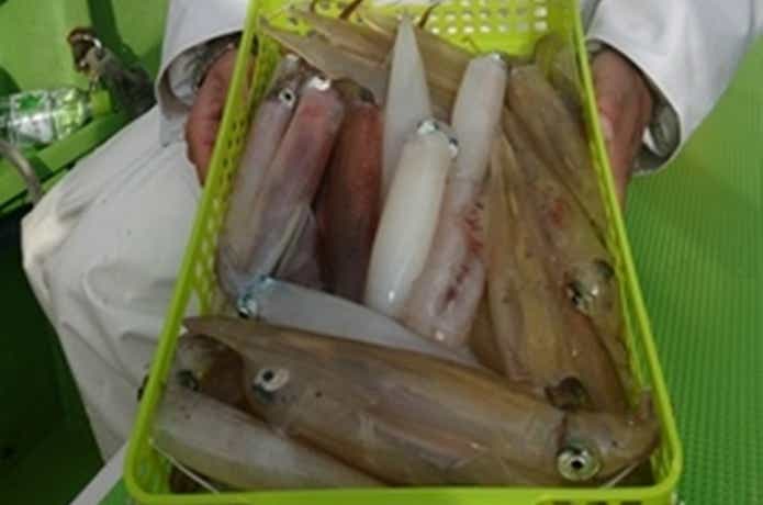 長三朗丸のイカの釣果