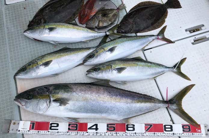 ふじしめ丸での釣果