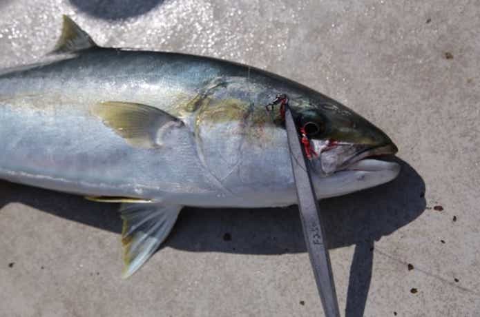 武蔵丸でのヒラマサの釣果