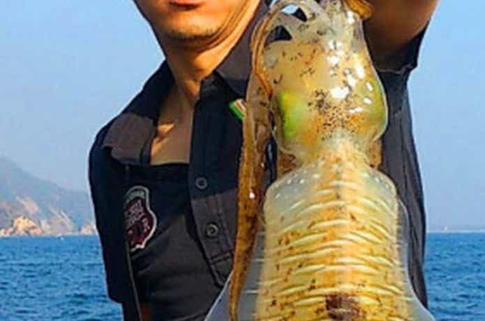 ヤングバードでのティップランの釣果