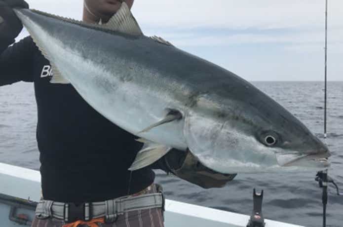 ヤングバードでの青物の釣果