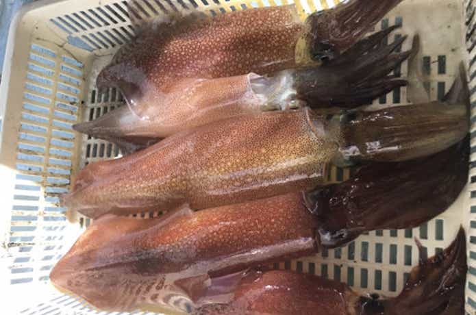ヤングバードでのイカメタルでの釣果