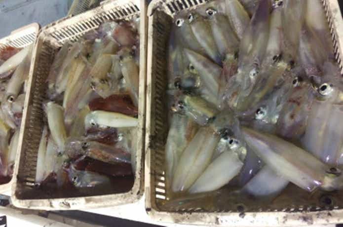 ヤングバードでの白イカの釣果