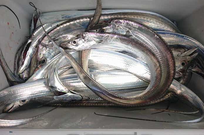 ファーストでの釣果