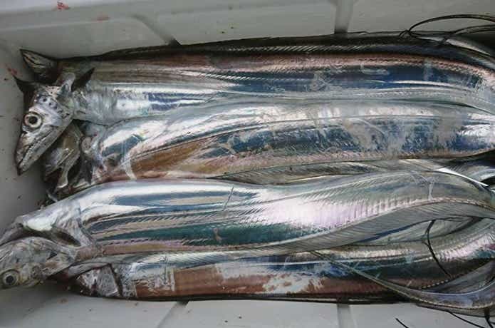 ファーストでのサーベリングの釣果
