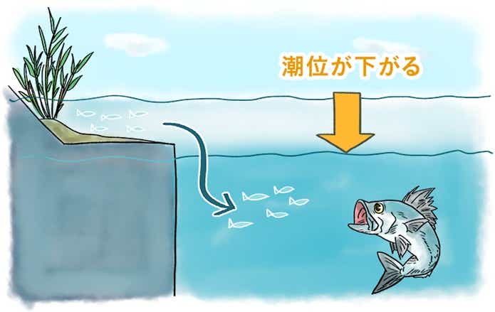 SHIMANO