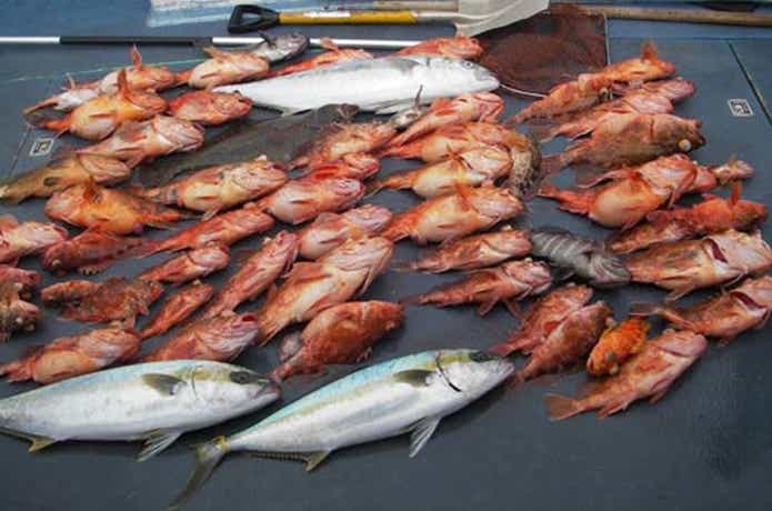 海峡での釣果