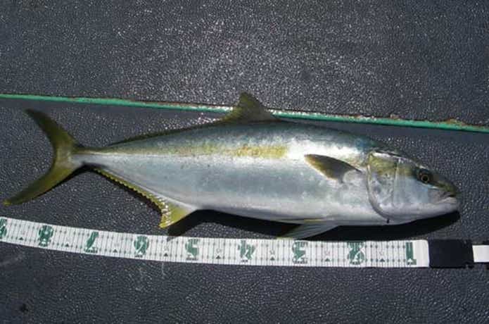 海峡で釣れたヒラマサ