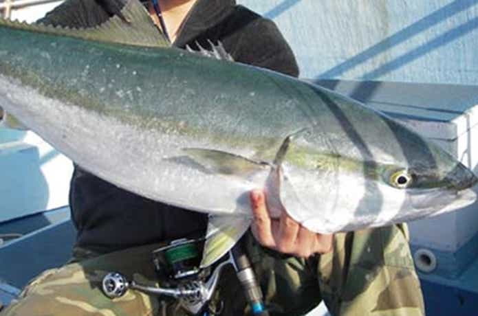 海峡で釣れた青物の釣果