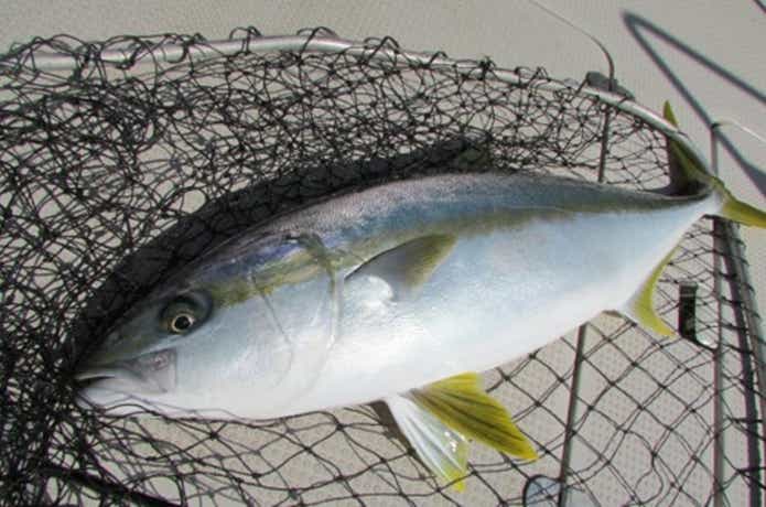 オクトパスでの釣果