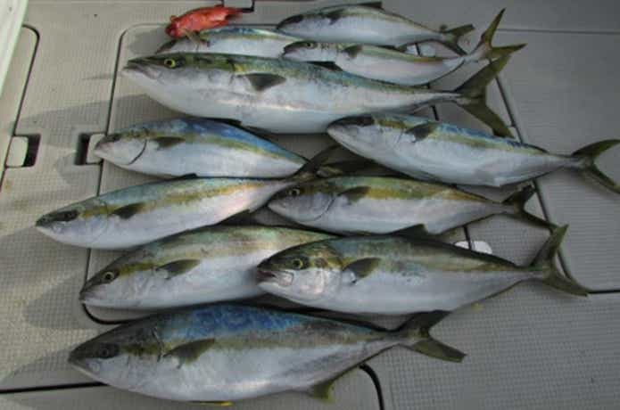 オクトパスでの釣果