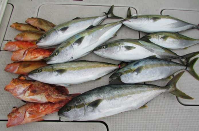 オクトパスでの釣果