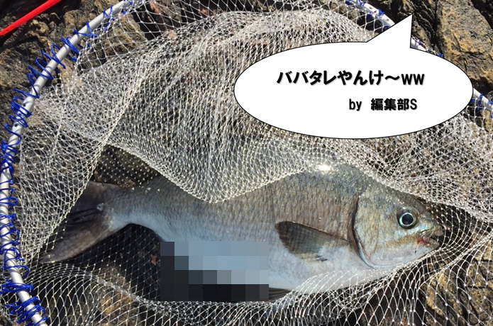 イスズミの画像