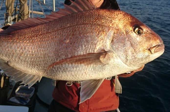 宝来丸でのマダイの釣果