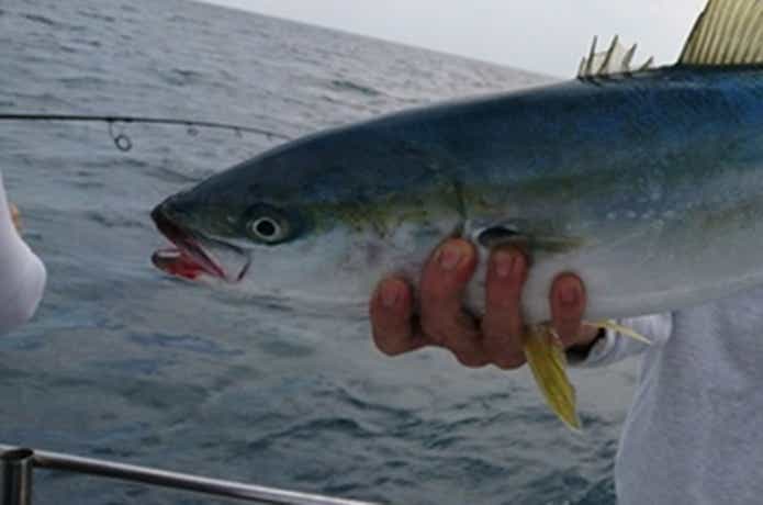 宝来丸での青物の釣果