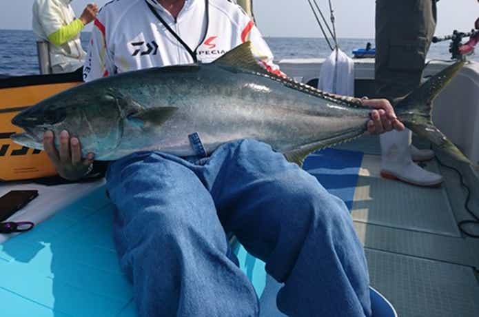 宝来丸での青物の釣果