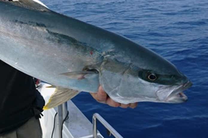 宝来丸での青物の釣果