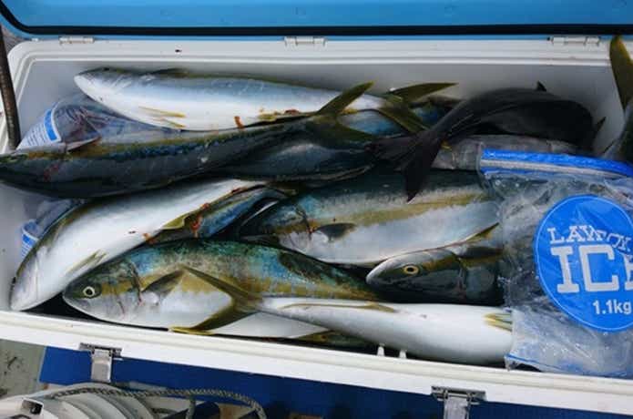 宝来丸での青物の釣果
