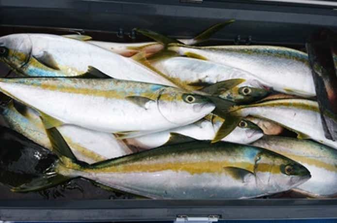 宝来丸での青物の釣果