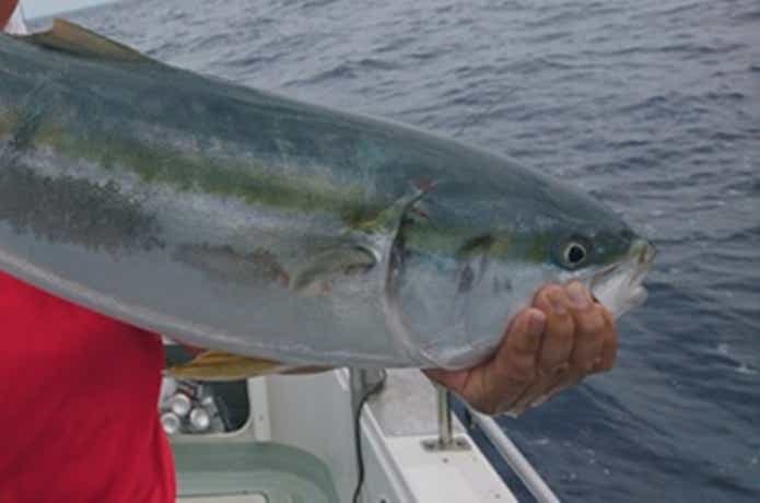 宝来丸での青物の釣果
