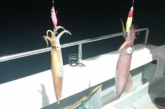 宝来丸での青物の釣果