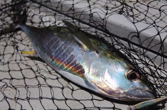 武蔵丸でのキメジの釣果