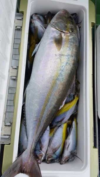 DAIWA