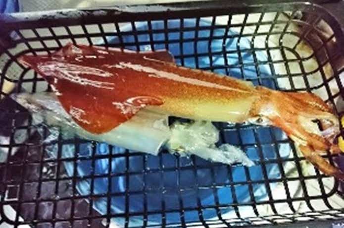ポセイドンでのイカメタルの釣果
