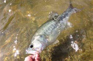 バス釣り