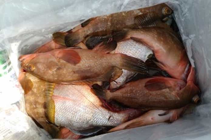 オーシャンでの釣果