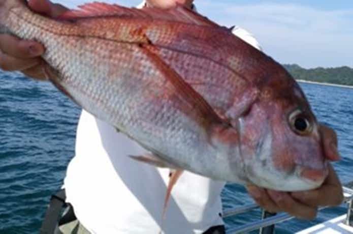 オーシャンでの釣果