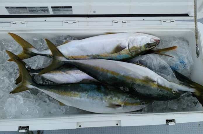 オーシャンでの青物の釣果